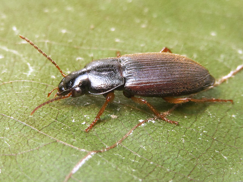 Carabidae: Ophonus ??  No, Parophonus mendax